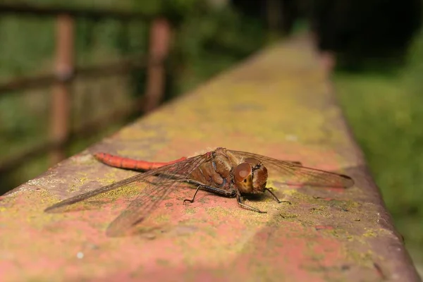 European Dragonfly Vagrant Darter Detail — Stock Photo, Image