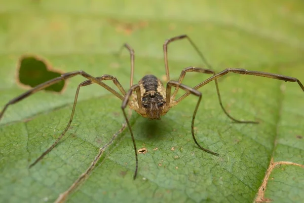 Spider Opiliones Leaf Detail — Stock Photo, Image