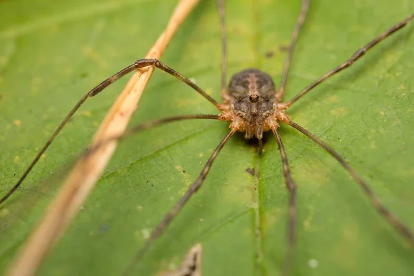 Araignée Opiliones Sur Une Feuille Détail — Photo