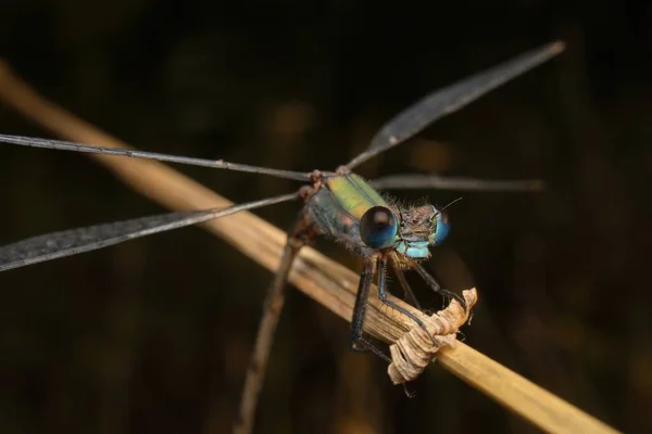 Dragonfly Emerald Damselfly Face Detail — Stock Photo, Image