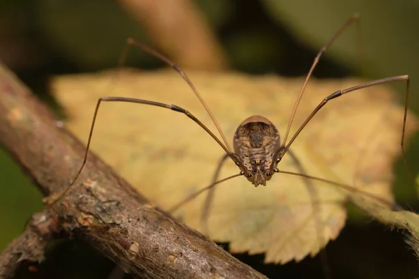 Паук Opiliones Листочке Деталях — стоковое фото