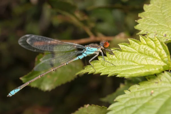 Blue Dragonfly Emerald Damselfly Leaf — Stock Photo, Image