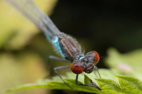 Dragonfly Emerald Damselfly Face Detail — Stock Photo, Image