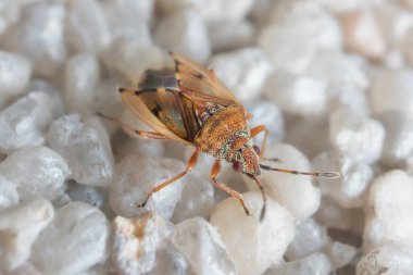 Böcek Kleidocerys duvarda resedae