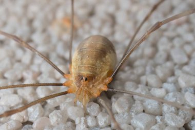 Duvardaki örümcek opilionlarının ayrıntıları