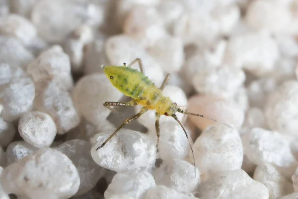 Petit Jeune Puceron Vert Sur Mur — Photo