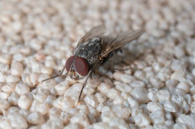 Duvardaki Koyu Ev Sineği 'nin başı.