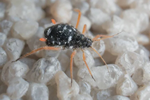 little black aphid with orange legs on the wall