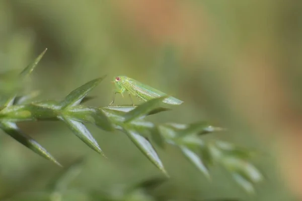 Empoasca Vitis Leaf — стоковое фото