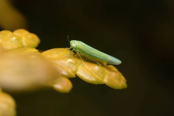 Download - Green insect Empoasca vitis on a yellow leaf — Stock Image Green Insect Empoasca Vitis Yellow Leaf — Stock Photo, Image