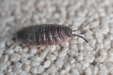 Duvardaki küçük Porcellio pulu.