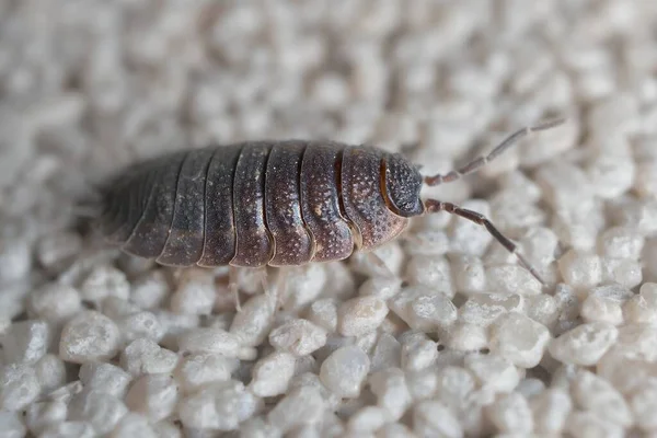 Petit Scabre Porcellio Sur Mur Photos De Stock Libres De Droits