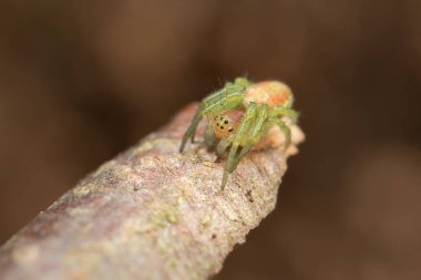 Ormanda çok küçük yeşil-kahverengi Nigma alevleri