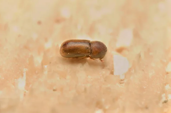 Jeune Coléoptère Trypodendronon Sur Une Souche Arbre — Photo