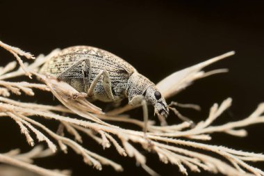 Phyllobius pyri kuru çimenler üzerinde
