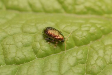 little green dock beetle on a leaf