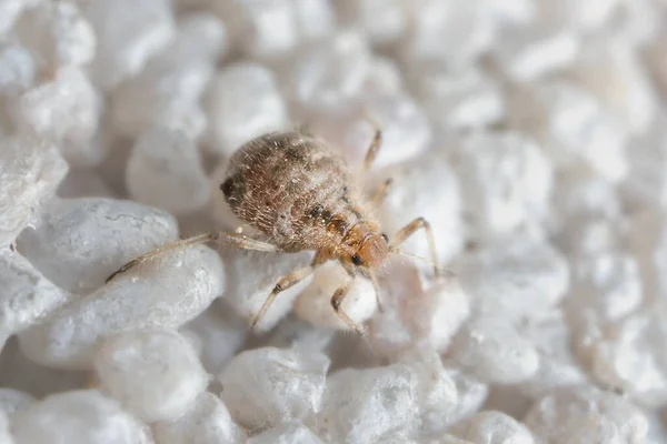 Little Young Aphid Wall — Photo