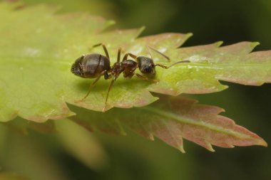 Yaprağın üzerindeki siyah bahçe karıncaları