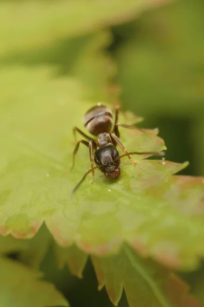 Zwarte Tuinmier Een Blad — Stockfoto