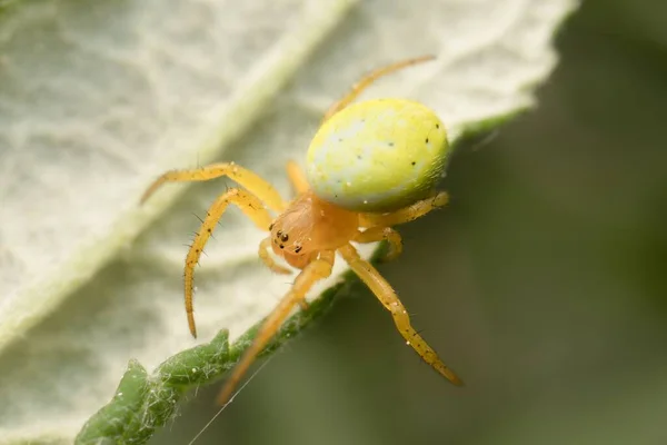 Маленький Молодий Зелений Павук Нігма — стокове фото