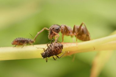 Küçük yaprak bitleri olan siyah bahçe karıncaları