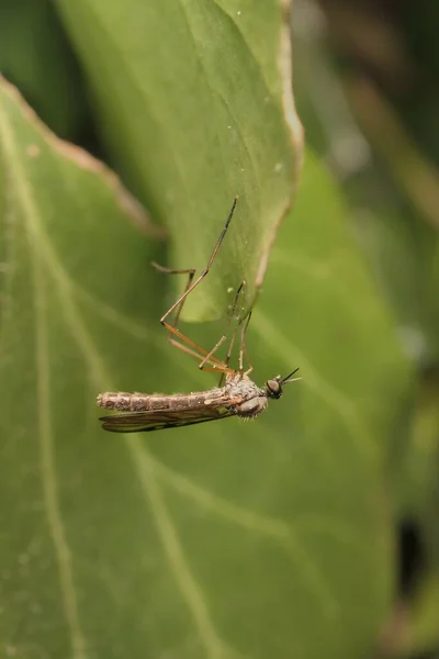 Insect Mycetophilidae Fungus Gnats Leaf Stock Photo