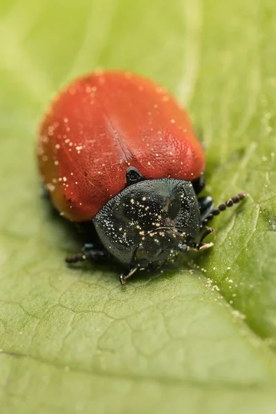 Chrysomela Populi Uma Folha — Fotografia de Stock