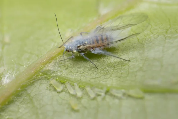 Puceron Laineux Dans Forêt Images De Stock Libres De Droits