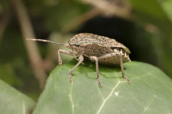 Rhaphigaster Nebulosa Auf Einem Blatt — Stockfoto