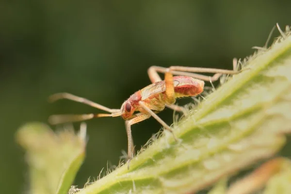 Jonge Besmeurde Plantenwants Met Kleine Vleugels — Stockfoto