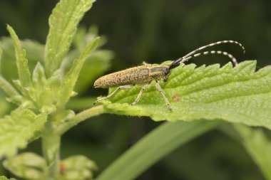 Agapanthia villosoviridescens on a leaf