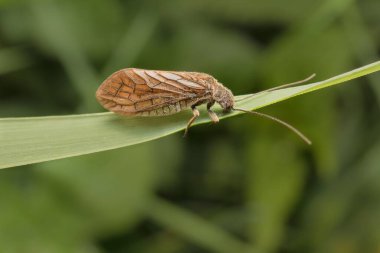 Bir yaprağın üzerinde Caddisfly ayrıntıları