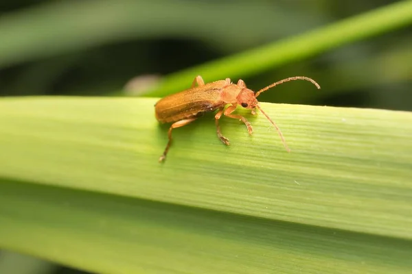 Yaprağın Üzerinde Genç Küçük Böcek Elateroidea — Stok fotoğraf