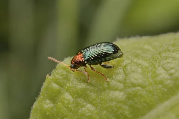 Pequeño Escarabajo Crepidodera Aurata Una Hoja — Foto de Stock