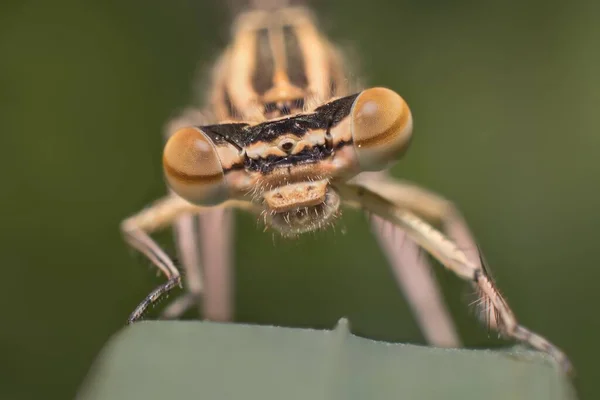 Damselfly Platycnemis Pennipes Head Detail — Stock Photo, Image