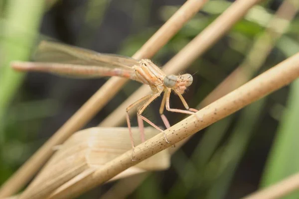 Brown Common Winter Damselfly Head Detail — Stock Photo, Image