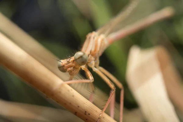 Brown Common Winter Damselfly Head Detail — Stock Photo, Image