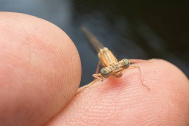 Parmak ucunda küçük kahverengi Kış Sineği ayrıntıları