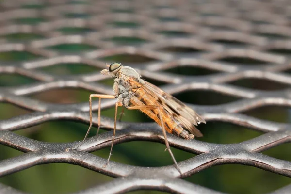 Asilidae Robber fly in detail on a wire chair
