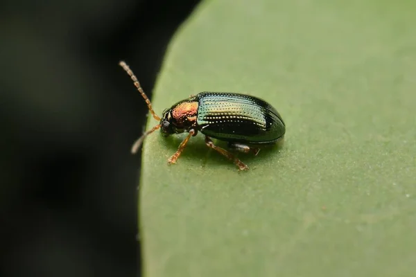 Pequeño Escarabajo Crepidodera Aurata Una Hoja — Foto de Stock