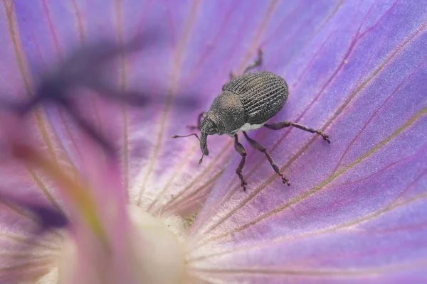 Small Beetle Curculionoidea Flower — Foto de Stock