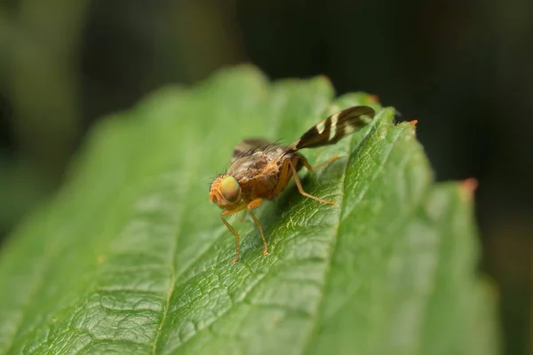Fly Rhagoletis Leaf — 图库照片