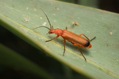 beetle Rhagonycha fulva on a leaf