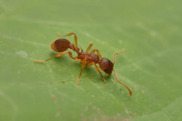 Fourmi Myrmica Rubra Sur Une Feuille — Photo