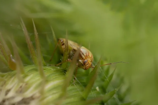 Насекомое Kleidocerys Resedae Чертополохе — стоковое фото