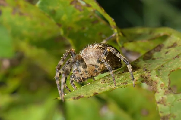 Європейський Садовий Павук Листі — стокове фото