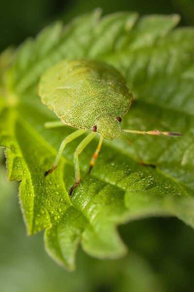 The green shield bug on a leaf