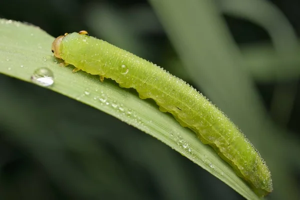 Larva Verde Tenthredinidae Com Orvalho — Fotografia de Stock