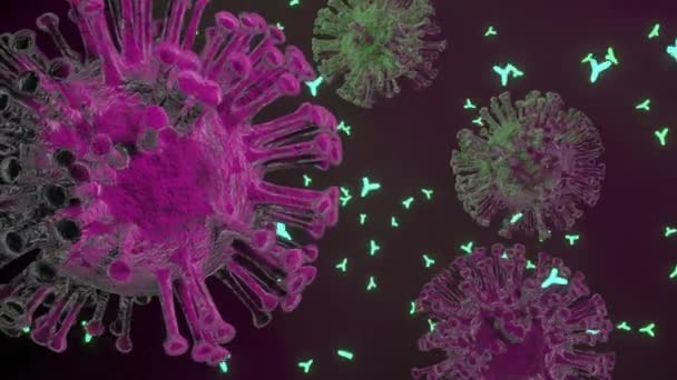 Antikorlar Virüsün Hücrelerine Saldırır Coronavirüs — Stok video