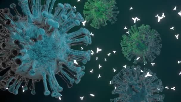 Przeciwciała Atakują Komórki Wirusa Koronawirus — Wideo stockowe